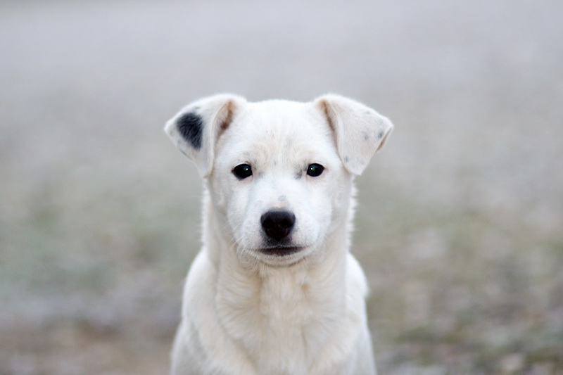 Zorro (1).jpg