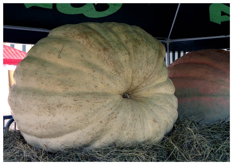 Zucca.jpg