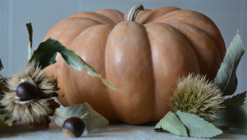zucca3.jpg