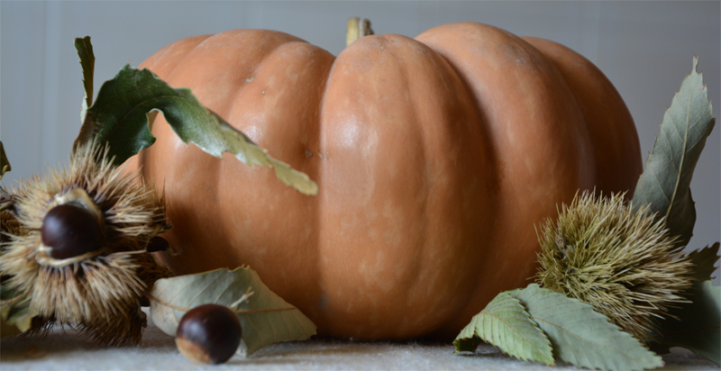 zucca4.jpg