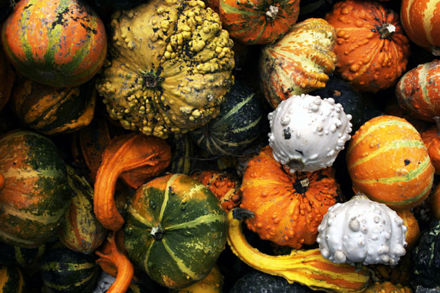 zucche-barucche-2.jpg
