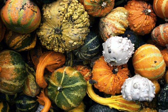 zucche-barucche-2.jpg