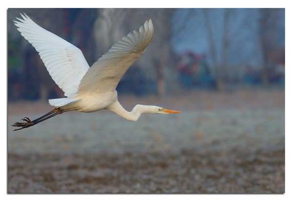 zzz_Airone bianco_2005-12-24-15r.jpg