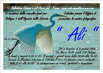 zzz_invito%20mostra%20ali%20deifnitivo.jpg_20051220650_invito%20mostra%20ali%20deifnitivo.jpg