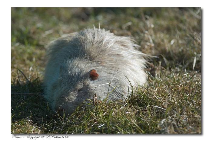 zzz_Nutria_2006-02-11-25.jpg