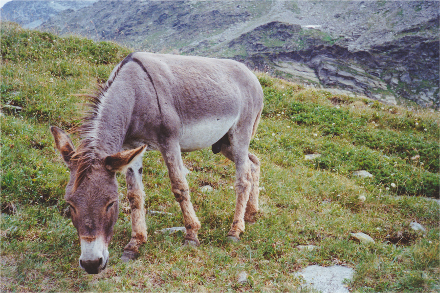 Foto: 5